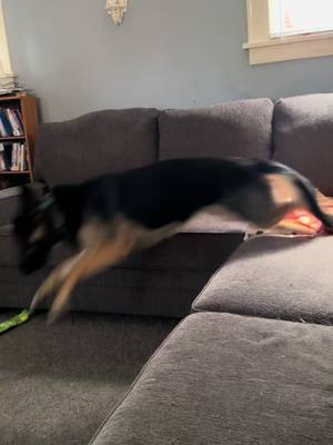 A post by @lauraashley93 on TikTok caption: Zoom zoom zoom zoom! #zoomies #germanshepherd #dogmom #zoomzoom 