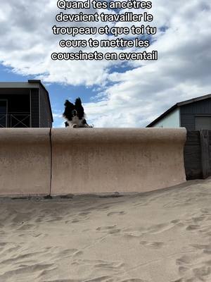 A post by @clea_et_cie on TikTok caption: Vivement les beaux jours de l’ete 2024 ❤️ #bordercollie #humour