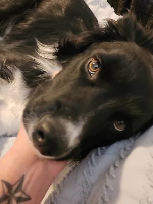 A post by @amandak778 on TikTok caption: Besties 4 Life #puppylove #bordercollie #dogtok #tiktok #Love #family #furbaby #boymom #oakley #puppy #bestie #loyal #mansbestfriend  #bethepersonyouwishtobecome 