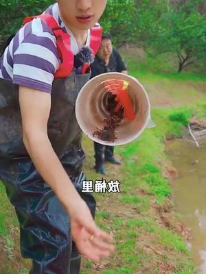 A post by @axford_carnighan on TikTok caption: Catch crayfish with homemade drainage pipes and see how much you can earn #Bigcrab #foryou #countrysideliving #crayfish 