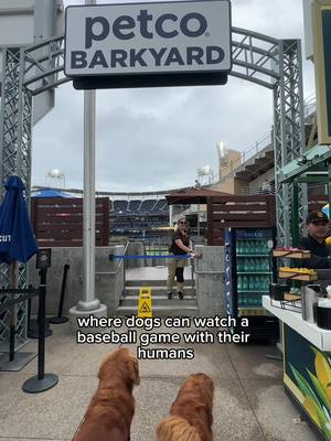 A post by @ on TikTok caption: 🐶🌭⚾️🧢 You know what makes a baseball game even better?! Getting to bring your dog with you !!!! #champagnepupi #pupcasso  Huge s/o to @Petco , @Petco Park and @Padres for hosting us in their ✨Barkyard Suites✨ #PadresPets #PetcoPark #Petco  