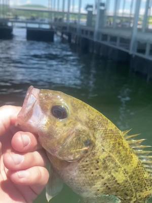 A post by @austinj_6 on TikTok caption: Finally Fishing again! #nature #fishing 