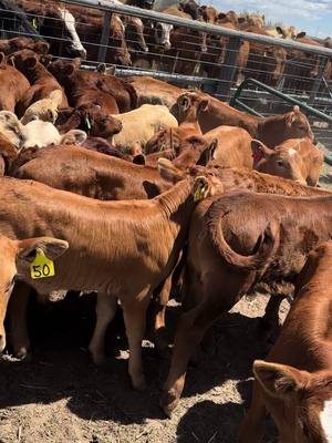 A post by @bkb2512 on TikTok caption: Branding season again! #lovethis #idahome #208 #cows #ranchlife #cowboy #life #work #branding #bluecollar 