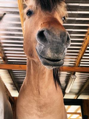 A post by @snow.viie on TikTok caption: Sunday mood 😴 #horse #pferd #horsesoftiktok #sundaymood 