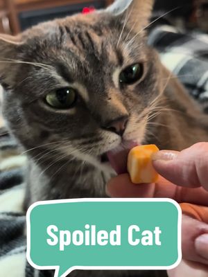 A post by @pawstojourney on TikTok caption: Spoiled Cat Problems. Sometimes I wish I had someone to handfeed me my meals 😂  #spoiledcat #cattok #nomnom