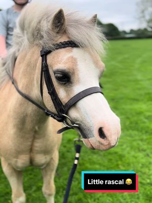 A post by @the_little_horseman on TikTok caption: Prince is definitely a rascal 😂 cute one though! #arnieandprince #fyp #pony 