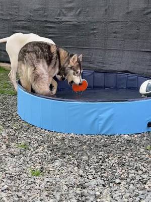 A post by @dogmomstruggles on TikTok caption: #dog #malamute #husky #dogoargentino 