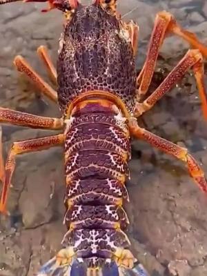 A post by @axford_carnighan on TikTok caption: Running 500 kilometers just to catch the sea once , Take a look at what kind of strong goods there are #crayfish #foryou #Bigcrab  #lobster 