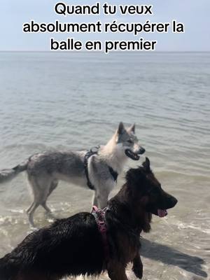 A post by @rayleyba on TikTok caption: Tout pour la gagne le Ubbe 😂  #ubbeclt #rayleyba #dogsoftiktok #beachday #pourtoi #fypシ #playtogether #goodvibes #dog #friends #sea #pourtoi 