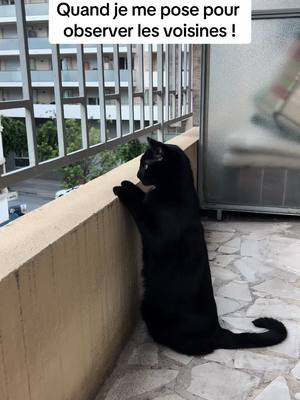 A post by @tchino_tiger on TikTok caption: Il y a des chattes magnifiques à côté… 😅🤣 #chat #chatnoir #mignon #pourtoi 