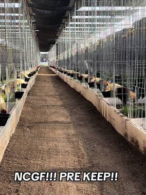 A post by @newcastlegamefarm on TikTok caption: NCGF!!! PRE KEEP!!! #gallos #gallosfinos #gallosworld #gallosmexico🐓👌 #gallosmexicanos🇲🇽 #sweatergamefowl #dinkfair #gallosfinos💯 #kelso #giro #fyp #genebatia #larryromero #fypage #fypage #asil #hatch #joebrown #jamescampbell #jamescampbell #gallosdepela #blueface 