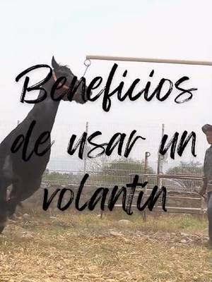 A post by @elreinodeloscaballos on TikTok caption: Que tal mis amigos de a caballo, el día de hoy le traemos disponible para ustedes este volantín para entrega inmediata 🔻Volantín para dos caballos 🔻Completamente nuevo 🔻Pintado de blanco 🔻Muy resistente 🔻Desmontable 🔻Excelente movimiento 🔻Fácil de instalar 🔻Listo para entrega inmediata  Contacto: 3332592005 Instagram: @elreinodelos.caballos TikTok: El Reino De Los Caballos Estamos ubicados en Ixtlahuacán de los membrillos en el estado de Jalisco. contamos con flete económico a cualquier destino.  #volantin  #elreinodeloscaballos #PuraGenteDelReino