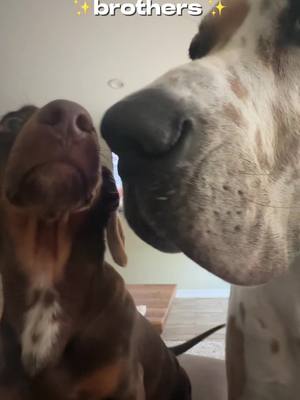 A post by @cypressanddewey on TikTok caption: life is more entertaining with dogs #greatdane #minidachshund #dogsoftiktok 