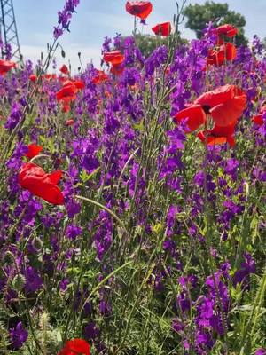 A post by @nickien on TikTok caption: Another field with beautiful flowers~ 🥰💜❤️ #fieldwithflowers #purple  #red #flowers #dreamy 