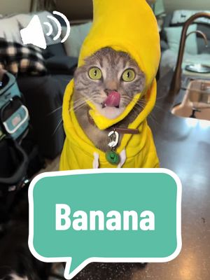 A post by @pawstojourney on TikTok caption: Banana time. Some bananas are just cuter than others lol #banana #catsincostumes #cat 