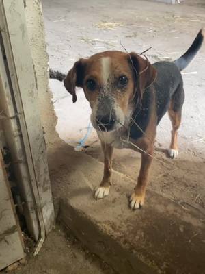 A post by @faustkris on TikTok caption: J’ecoute rien mais je le fais bien #dogsoftiktok #dog #farm #farmlife 