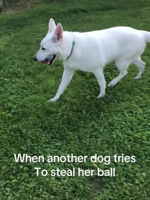 A post by @dog.ari on TikTok caption: #dog #whiteswissshepherd #gsd 