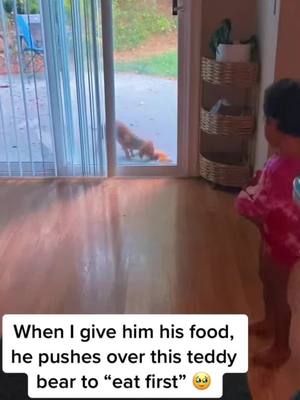 A post by @gideonthedachshund on TikTok caption: #repost of most viral video!!