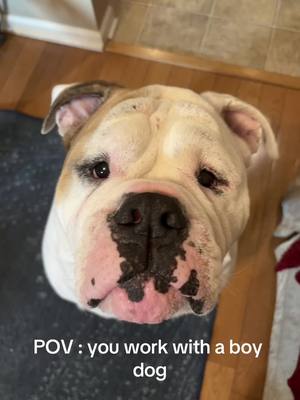 A post by @loveemejojo on TikTok caption: Oh barry #oldeenglishbulldog #bulldog #boydog #foryou #foryoupage 