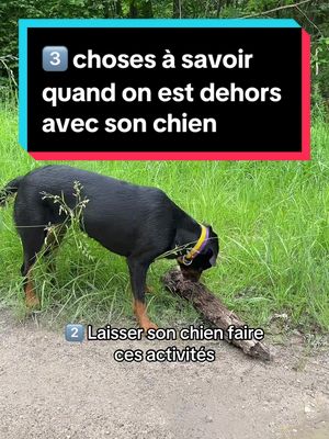 A post by @lecoledelameute on TikTok caption: 3 choses qu’il faudrait savoir quand on sort son chien  #chien #chiens #educationcanine #educateurcanin