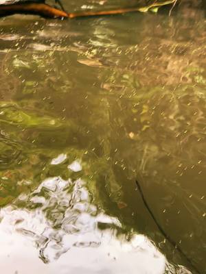 A post by @maydaykennels on TikTok caption: Big boar hog stopped in the creek. Water was colddd 🤙🏻 #creek #hunting #coldwater #dog #hog #currdog #mayday 