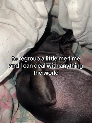 A post by @dog_and_his_boomer on TikTok caption: #chihuahuastiktok 