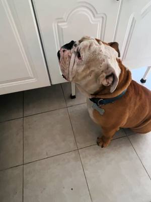 A post by @hulkdog6 on TikTok caption: Tecnicas para comer pollito 🐥 #hulkdog #purina #amiguaus #mascotas #parati #pollito #viral #englishbulldog #maynez 