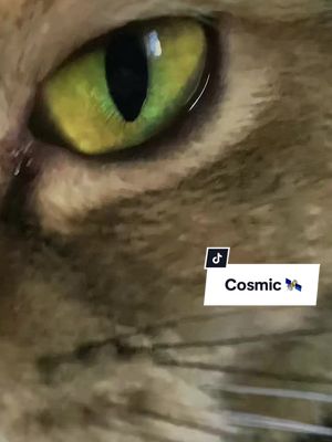 A post by @lisya_alisa on TikTok caption: my space 🔭 #catsoftiktok 