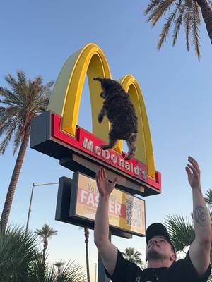 A post by @littlejoydale on TikTok caption: Anither day another Bindi stunt!  #mcdonalds @McDonald’s #california #dog 