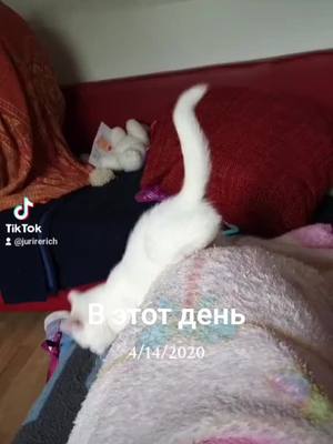 A post by @jurirerich on TikTok