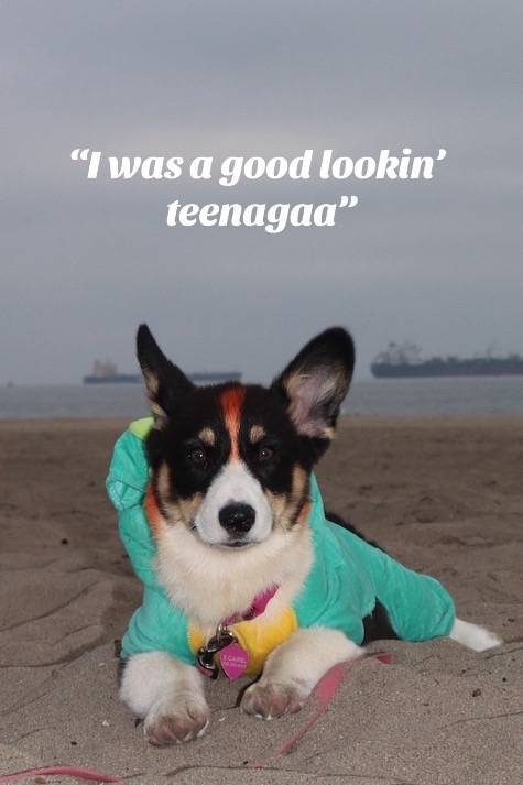 A post by @wtf_sierrarose on TikTok caption: She’s always been the cutest little bean. #corgisoftiktok #pembrokewelshcorgi 