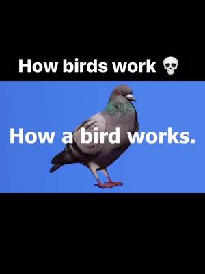 A post by @scienceexplaiined on TikTok caption: what do you think 🎥🎥 #science #birds #birdsoftiktok #conspiracy 