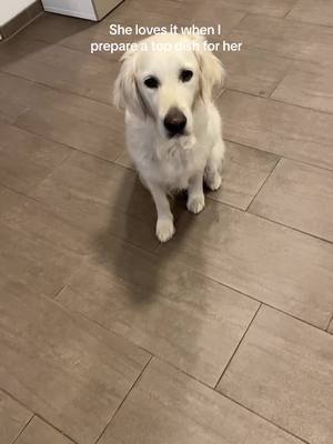 A post by @golden.girl.amy on TikTok caption: Very demanding lady 🥘 🧑‍🍳 #goldenretriever #goldenretrieverlife #cooking #dogfood #Foodie #food #viral 