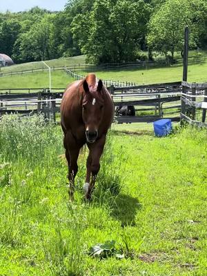 A post by @thundering_hooves on TikTok caption: #bdkidscluoosified #aqha #horsesoftiktok 