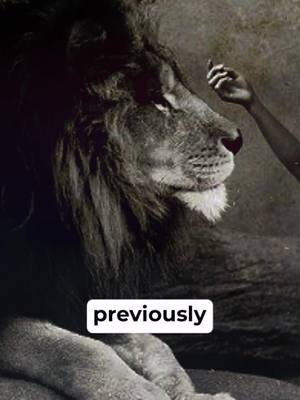 A post by @kade_krosschell on TikTok caption: This Animal saved this girl!! 😱🐯 #lion #jesus #god #bible #christian