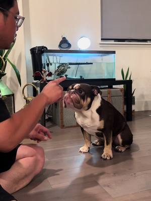 A post by @thebulldoghamilton on TikTok caption: I too, can play this game. . . . . . #englishbulldog #bulldog #norcalenglishbulldog #fyp #foryou #foryoupage #explore  #tiktokpets #bulldogsoftiktok #bulldogsofinstagram 