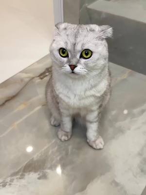 A post by @sonyakisa8 on TikTok caption: Aaaaa😼 #cat 