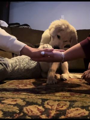 A post by @doglover_kn on TikTok caption: Teaching your dog “Team” is the cutest trick #goldenretriever #puppy #dogsoftiktok 