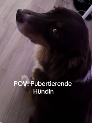 A post by @lindaostrowski on TikTok caption: Sie weiß genau wie falsch das war😂 ab jetzt erst mal nur schleppleine🙃 (bitte keine Belehrungen, Ivy ist super erzogen, hört eigentlich aufs wort! Wir waren im wald wie sonst auch und auf einmal ist die pubertät mit ihr durch gegangen und sie ist durch die Büsche auf die straße gerannt!) 