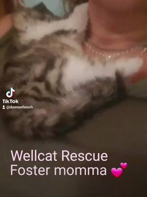 A post by @wellcatanimalrescue on TikTok