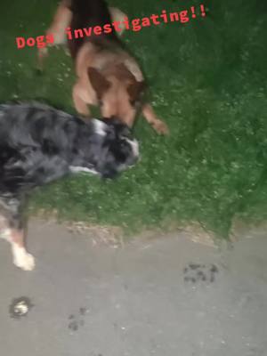 A post by @turboterry77 on TikTok caption: Dogs investigate yard and find a Shrew!! 😂