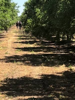 A post by @pablonunez29 on TikTok caption: #california #trabajo #trabajadores #carreras #campo #caidas 