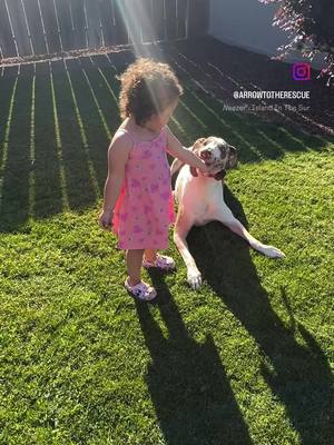 A post by @arrowtotherescue on TikTok caption: Sunshine & front yard hangs #dogsoftiktok #rescuedog #dog #animalsoftiktok #PetsOfTikTok 