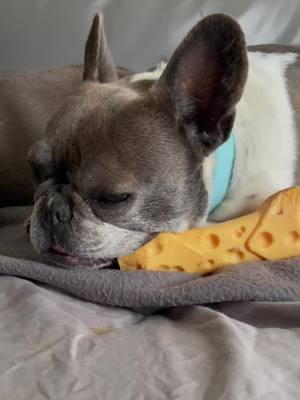 A post by @love4frenchies_backup on TikTok caption: Ozzy loves his bone 🦴🦴🦴🦴 #frenchbulldog #frenchie #french_bulldog_mum #dog #dogsoftiktok #cutedog #herofiennestiffin #hardinscott #Love #life #Home #holiday #doggo #frenchielife #olympics #happy #fyp #trending #reels 