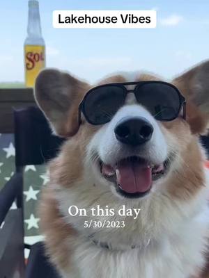 A post by @romothecorgi on TikTok caption: The Lakehouse is one of my favorite places to be!! Looking forward to more lake belly flops!! #onthisday 