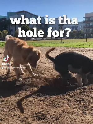 A post by @ on TikTok caption: sHe  duGged a hoLe to hyDe froM LanDon, giRls aLwaYs bE pLayin  -LanDon🐾 #lovestory #goldenretriever 