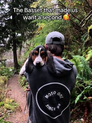 A post by @walkertexasranger828 on TikTok caption: We got the velociraptor version the second time around 🙈❤️🐾 #bassethound #puppy #foryoupage 