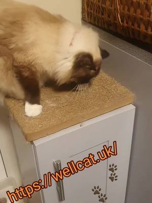 A post by @wellcatanimalrescue on TikTok