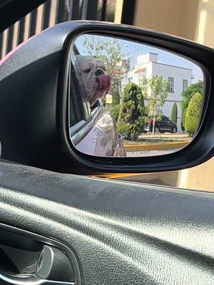 A post by @hulkdog6 on TikTok caption: Ustedes ya se vacunaron? #amiguaus #hulkdog #viral #mascotas #parati #maynezpresidente #vlogday #sanar #bulldogmexico 