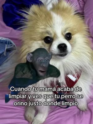 A post by @rebecasaj26 on TikTok caption: #CapCutMotivacional #Meme #MemeCut #funnyvideos 